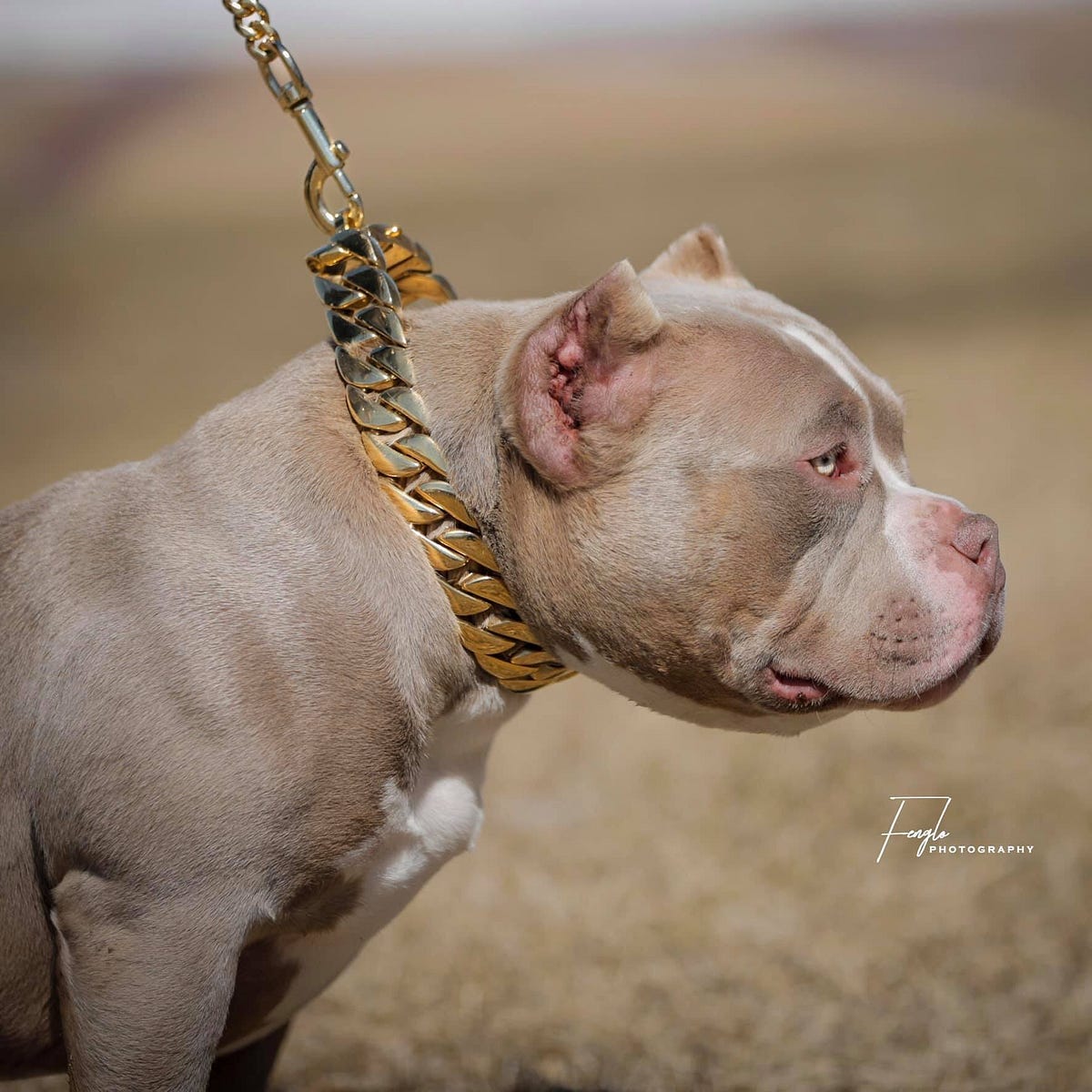 TOP POCKET AMERICAN BULLY BREEDERS – BULLY KING Magazine – Medium