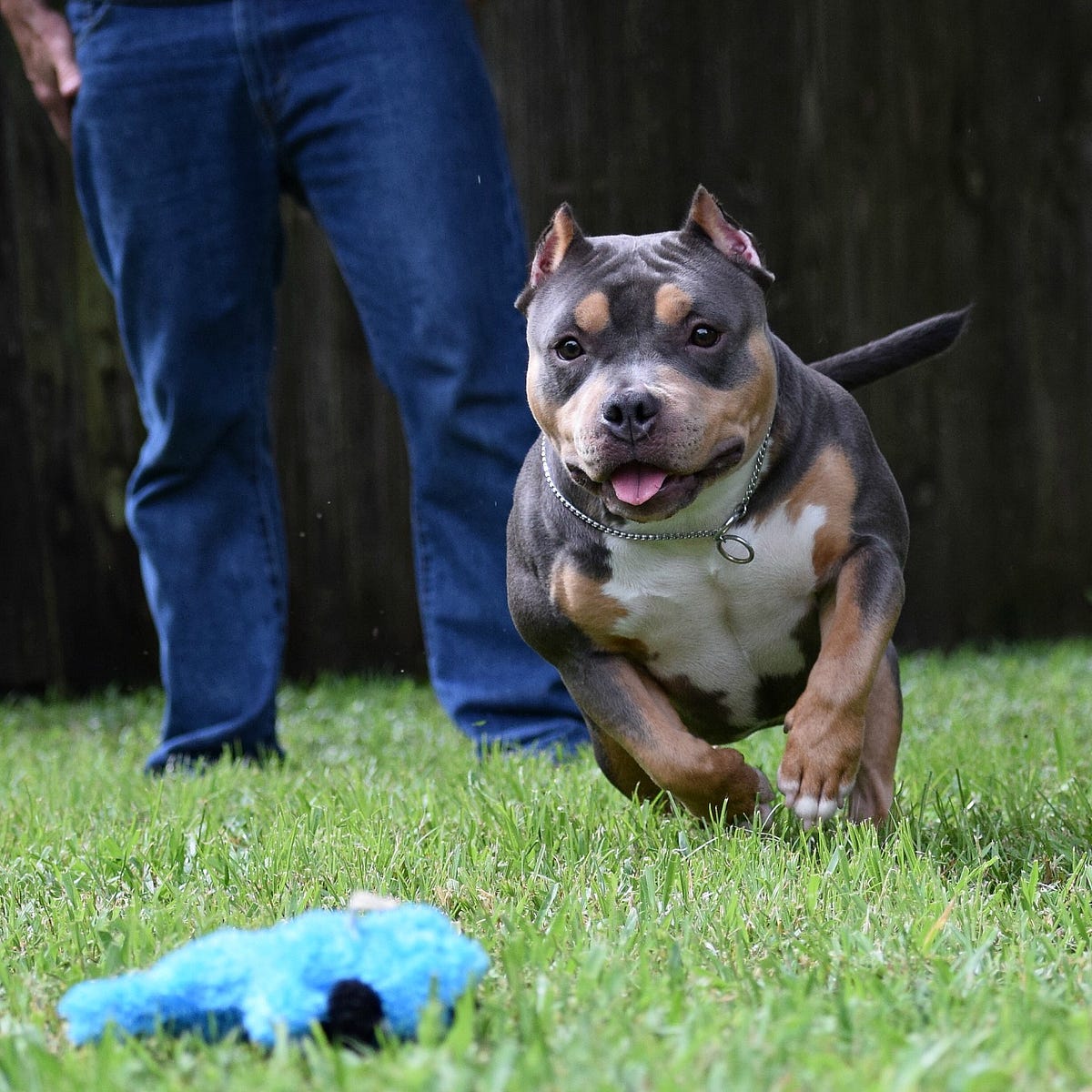 TOP POCKET AMERICAN BULLY BREEDERS – BULLY KING Magazine – Medium