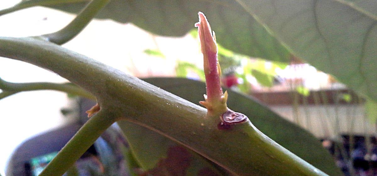 How to make your indoor avocado branch out (aka ‘breaking apical
