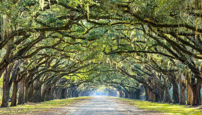 Great Runs in Savannah, Georgia – Great Runs – Medium