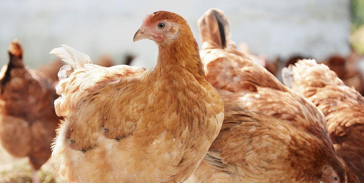 Halal frozen chicken parts exporter Thailand