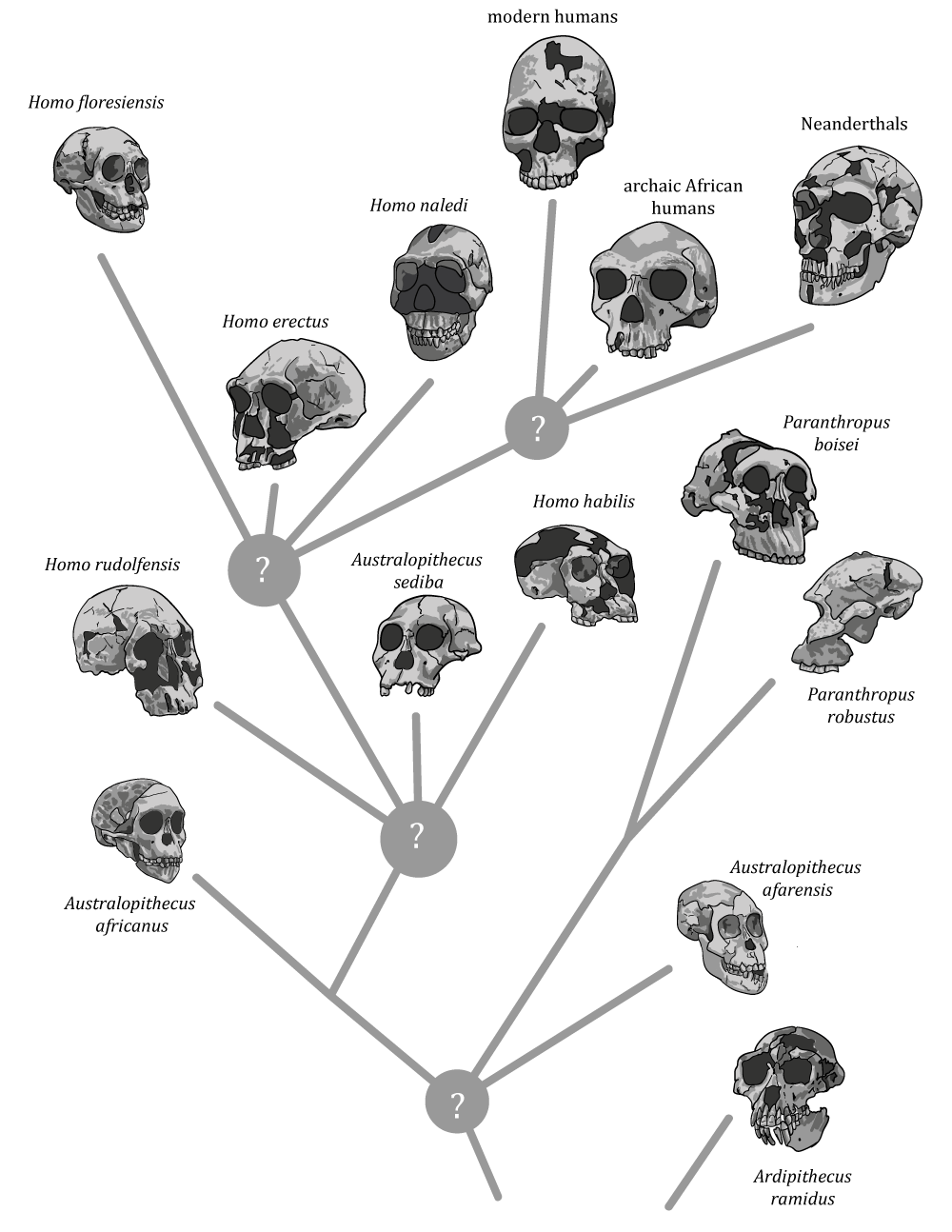 Three Big Insights Into Our African Origins – John Hawks – Medium