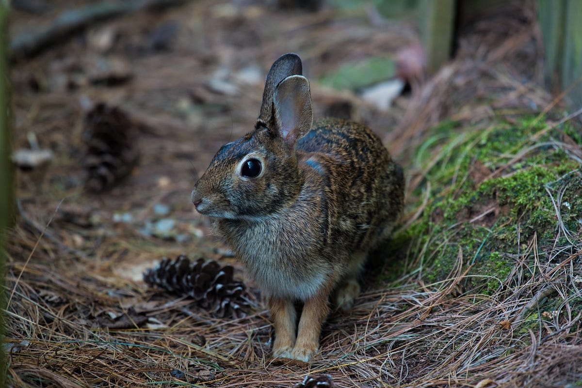 A wild rabbit in a forest setting