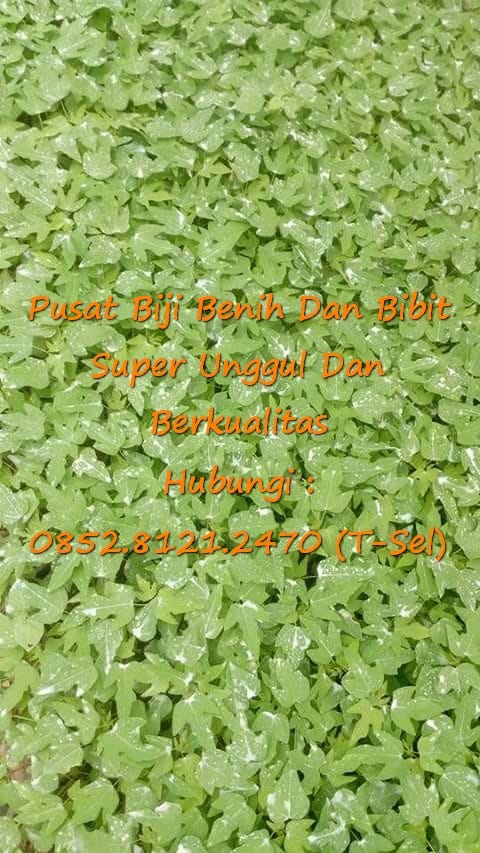 0812–1890–8795 WA, Beli Bibit Buah Pepaya Calina Siap Tanam