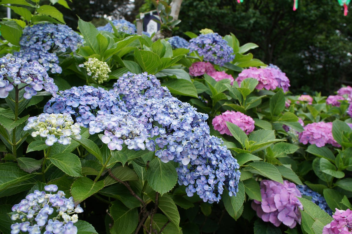 5 Best Spots for Hydrangeas Viewing in Tokyo 2019 – Japan Travel Guide