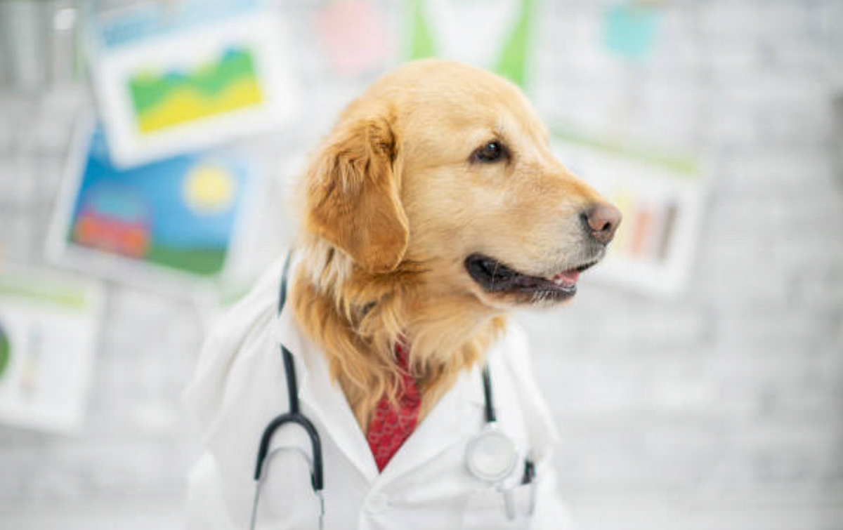 doctor dogs