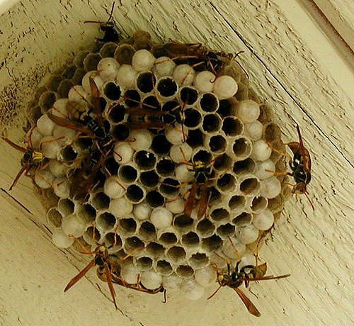 Tips To Deal With Wasp Nest Bayswater Pest Control Medium