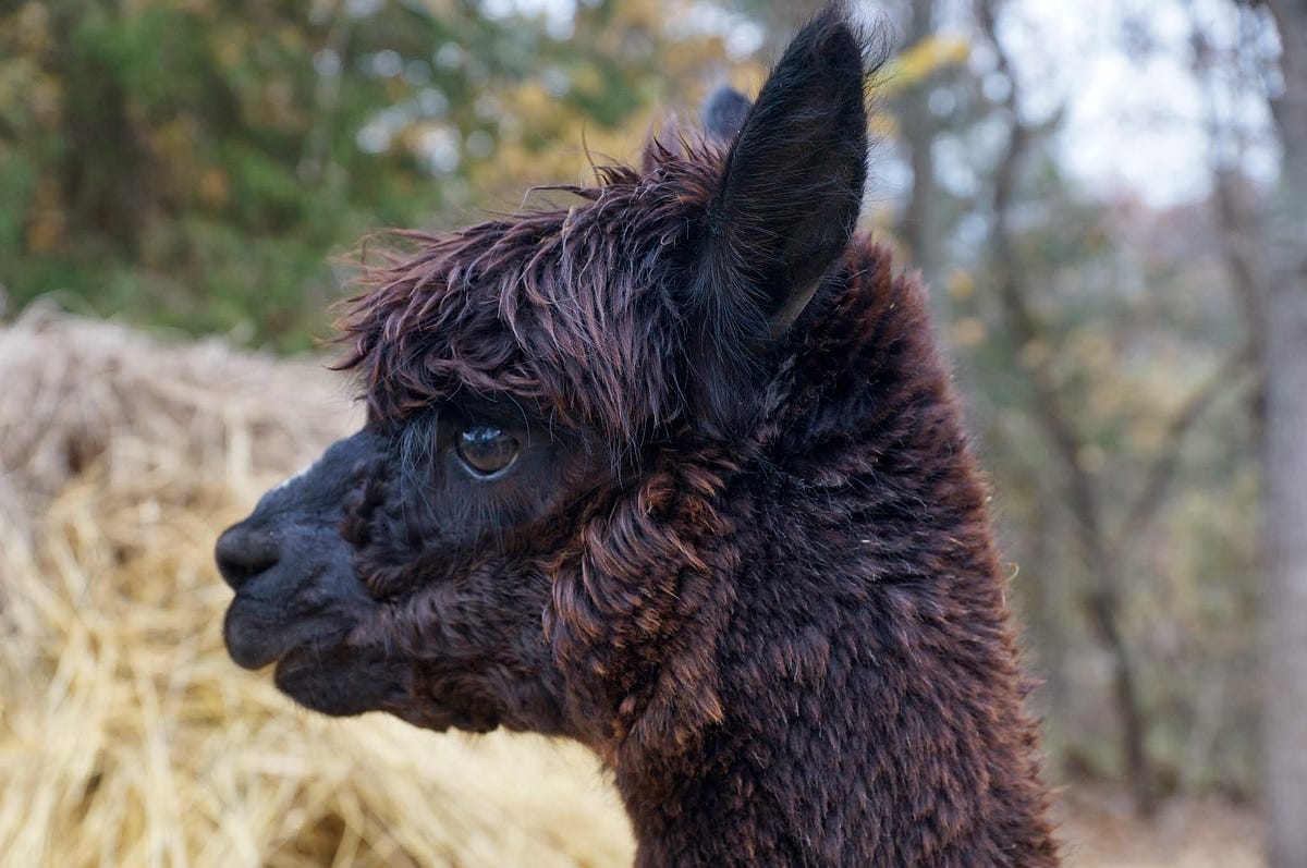 Alpaca Color Chart