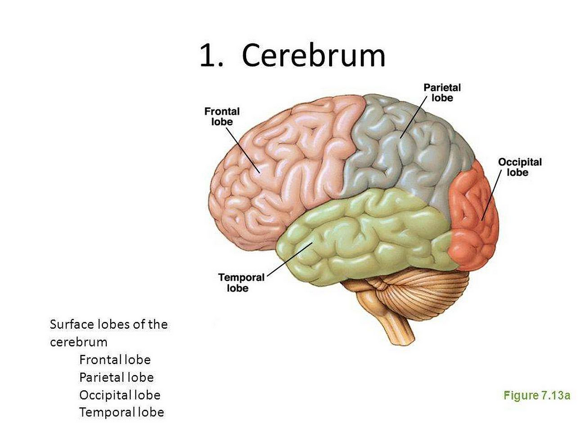 Neuro4Kids The Cerebrum Neuro4Kidz Medium