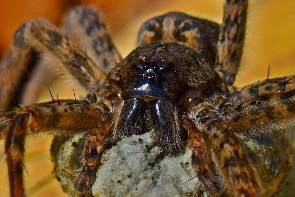 6-scary-awesome-spiders-u-s-fish-wildlife-service-medium