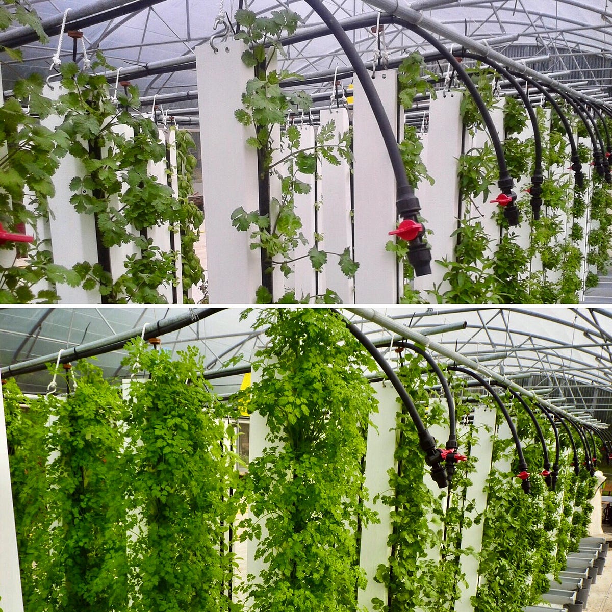 9 Reasons Why Vertical Farms Fail – Bright Agrotech – Medium