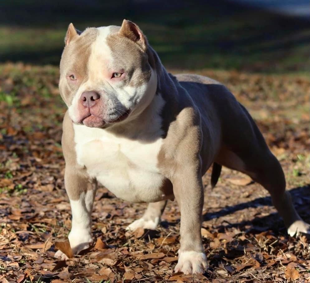 Louis V Gottyline short muscle bloodline open for stud fee or pup back :  r/AmericanBully