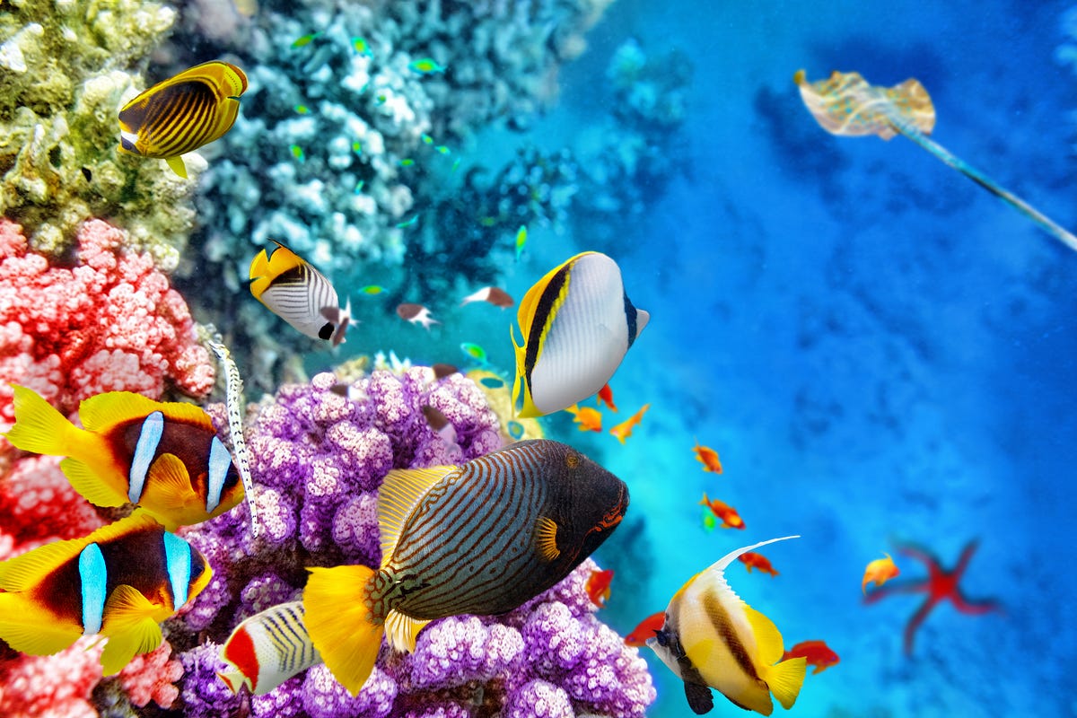 Monitoring the Great Barrier Reef. Is a healthy reef a beautiful reef?