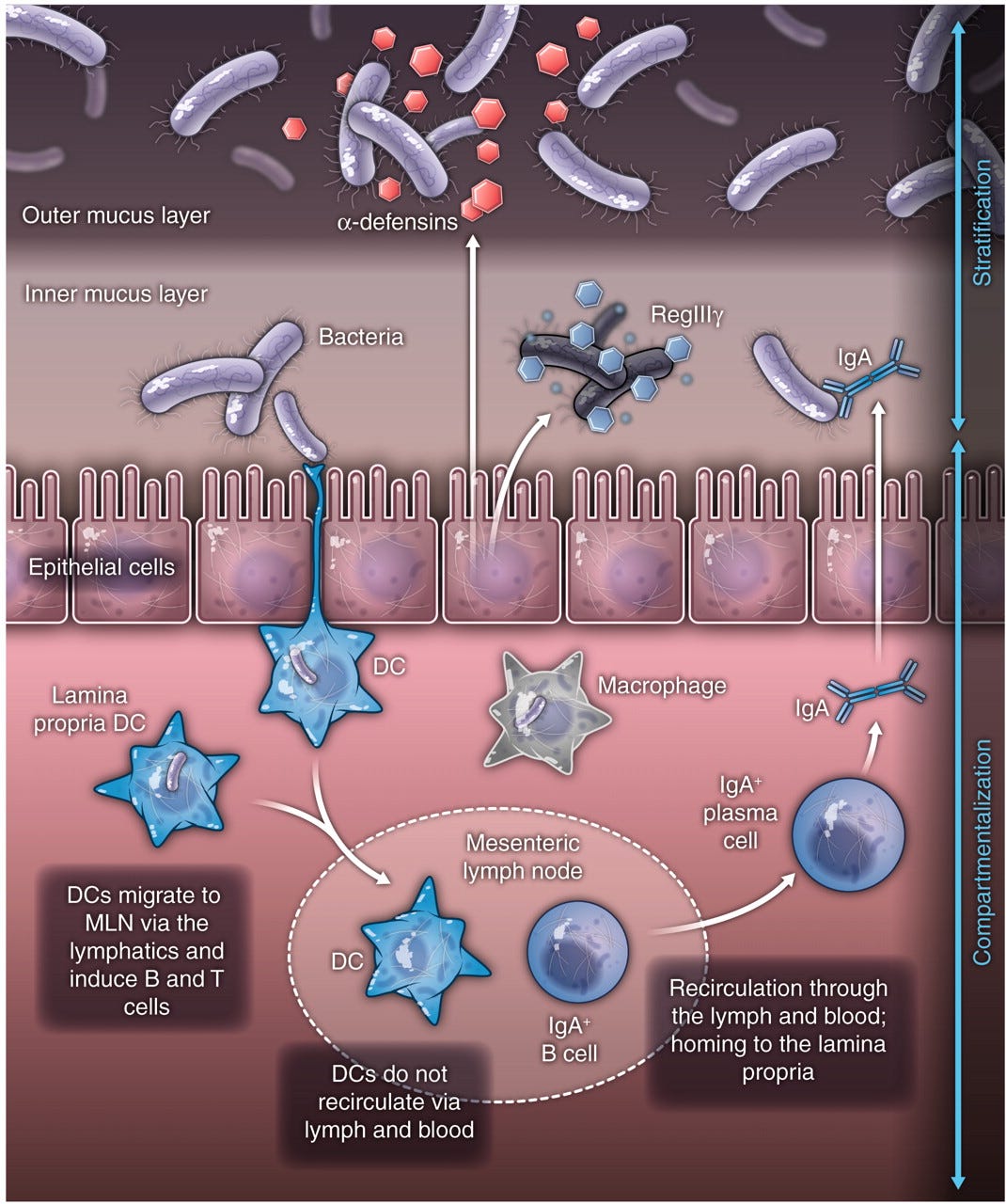 The Gut Microbiota And The Immune System – Thryve – Medium