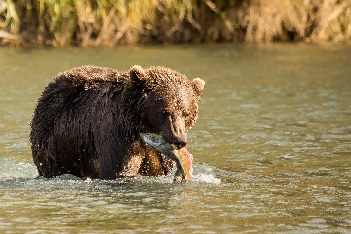 What’s big and brown and loves salmon? – U.S.Fish&Wildlife Alaska – Medium