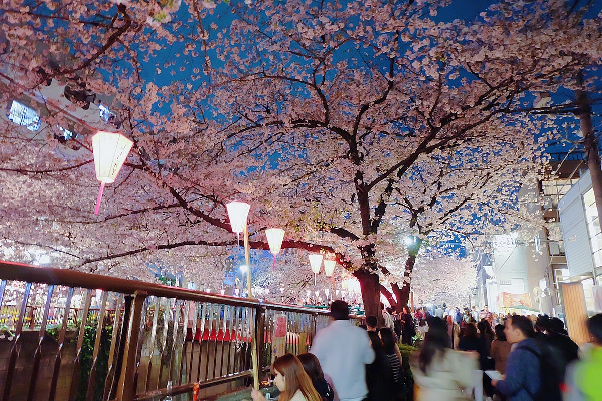 Meguro River Cherry Blossoms 2019 – Japan Travel Guide -JW Web Magazine