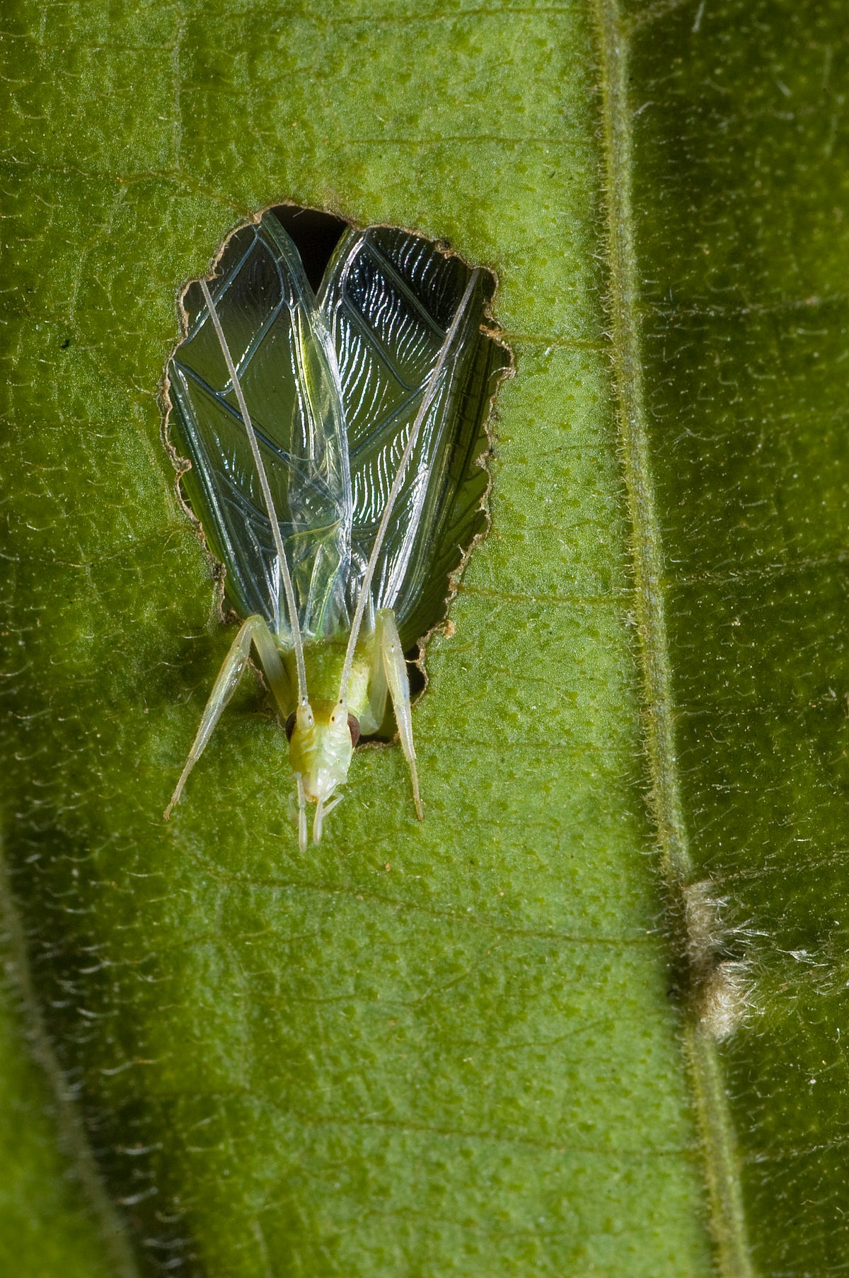 How to make the perfect baffle — an insect’s guide Life on Earth Medium