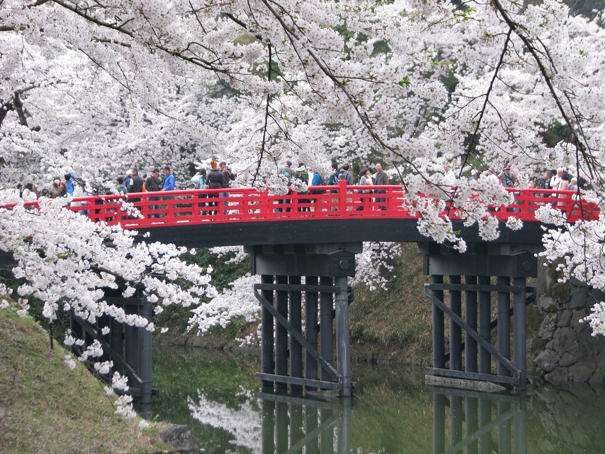 Hirosaki Cherry Blossom 2019: Pink Petals Carpet – Japan Travel Guide ...