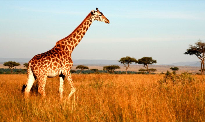 Top 10 Packages For The Perfect Journey On Safari In Kenya