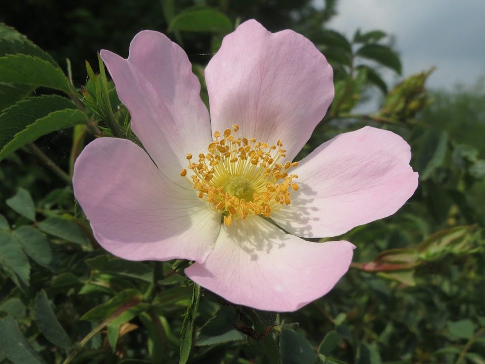 Bach Flower Remedy for Laziness and Apathy — Wild Rose