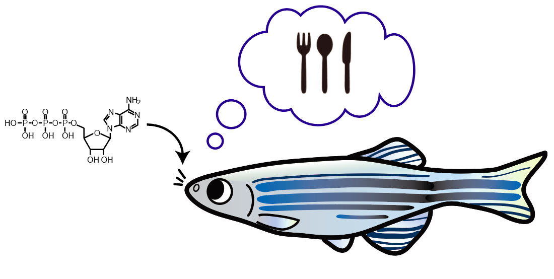 Fish Love The Smell Of Adenosine Well Anytime Neurographic Medium fish-love-the-smell-of-adenosine-well-anytime-neurographic-medium