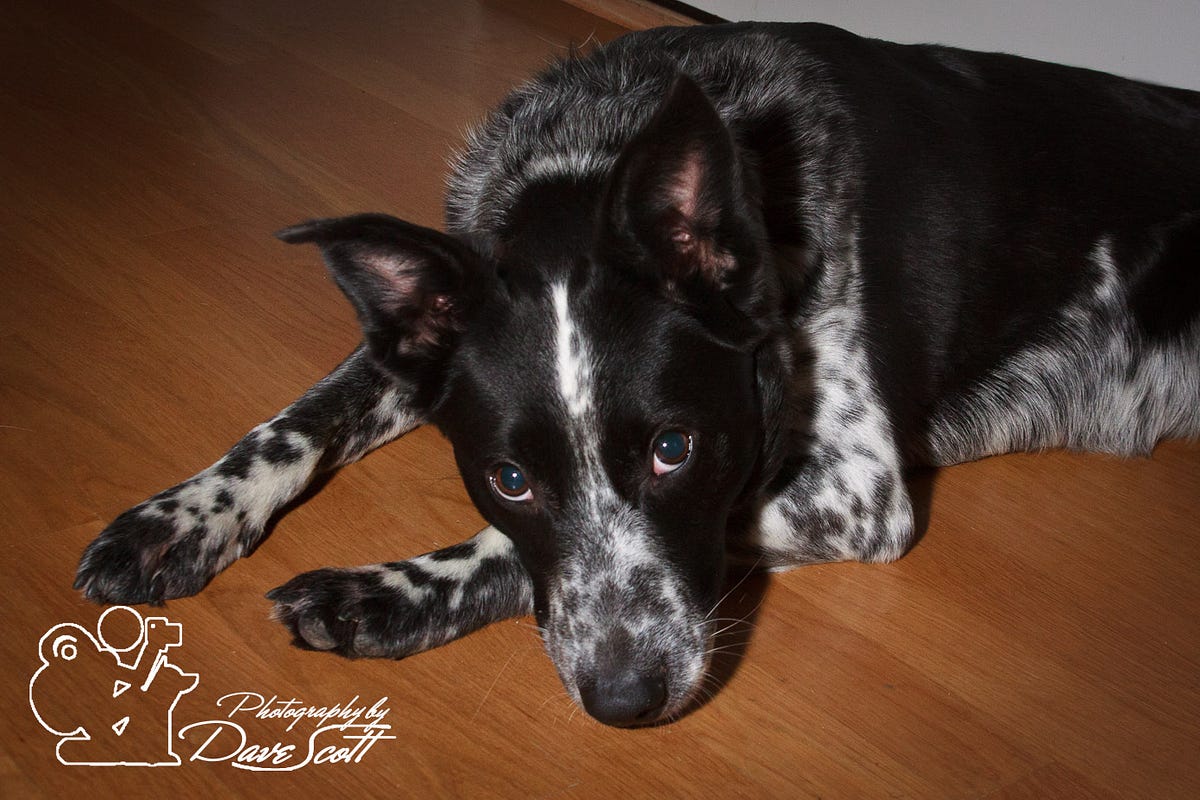 A dog lying on the floor coyly looking up at the camera. A dog lying on the floor coyly looking up at the camera.