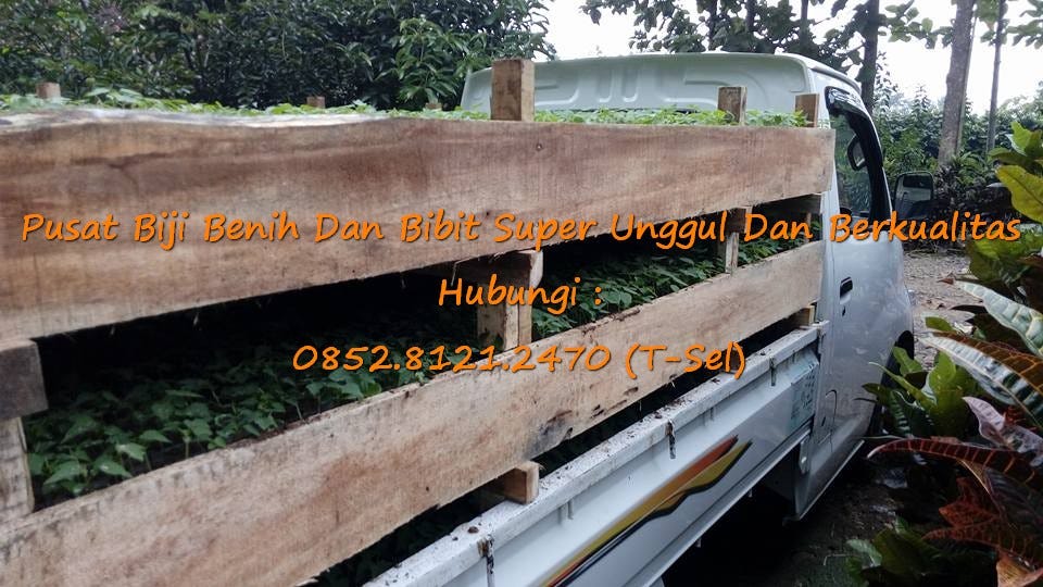 0812–1890–8795 WA, Penjual Bibit Buah Pepaya Calina Siap Tanam