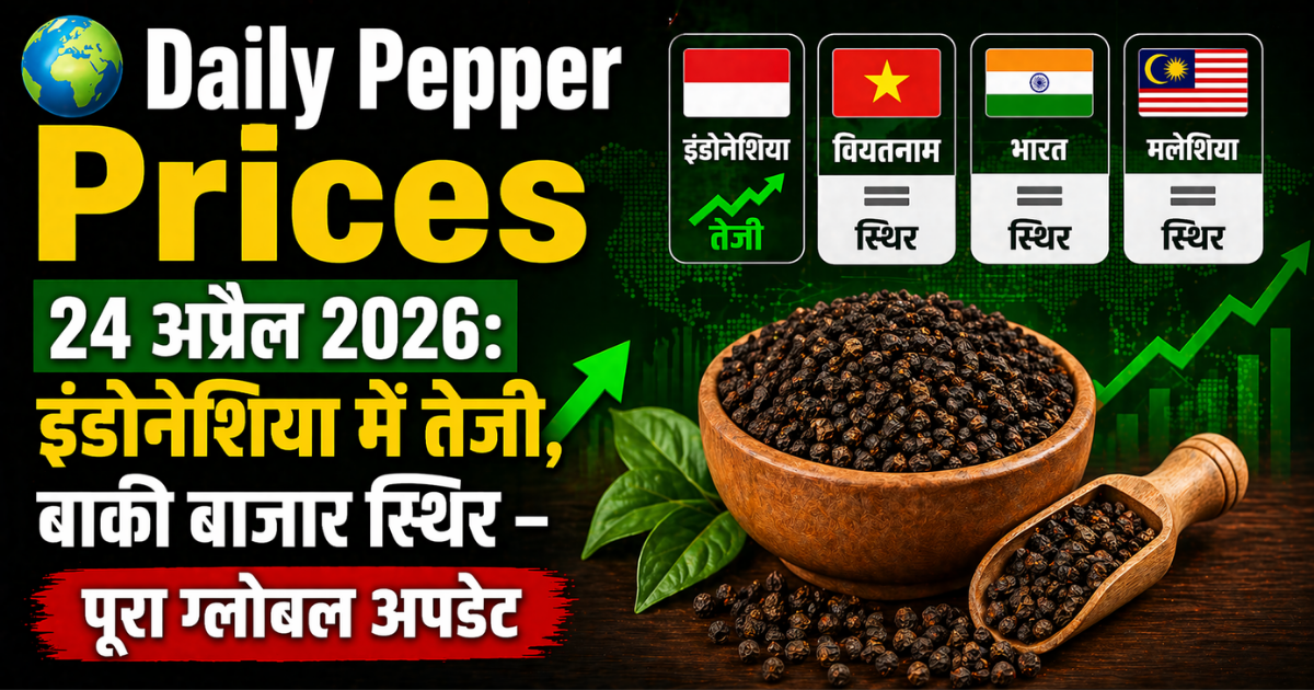 Global Pepper Market Update: 24 अप्रैल 2026 — इंडोनेशिया में तेजी, बाकी बाजार स्थिर