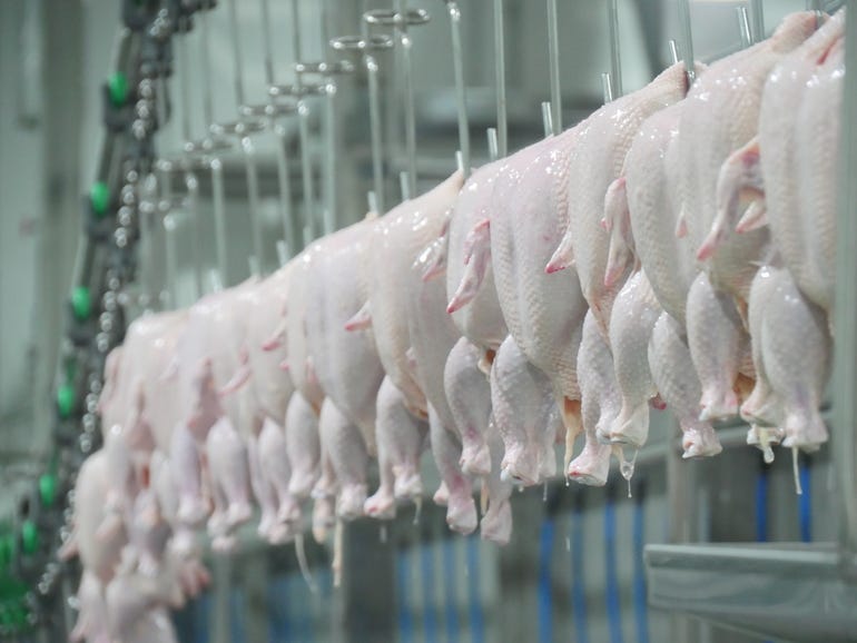 Poultry export Thailand