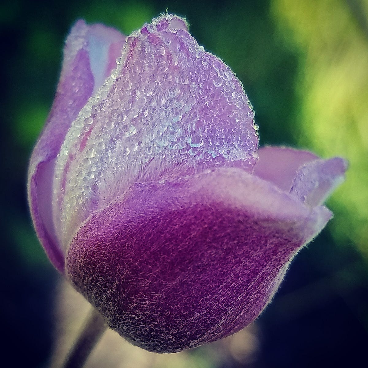 I love flowers, I'm a dude, please fuck off - Invironment ...