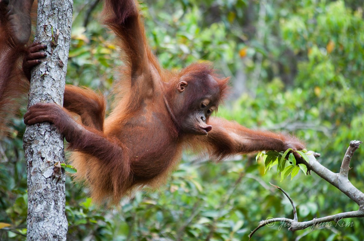 Orangutan Kalimantan | Sumber: Medium