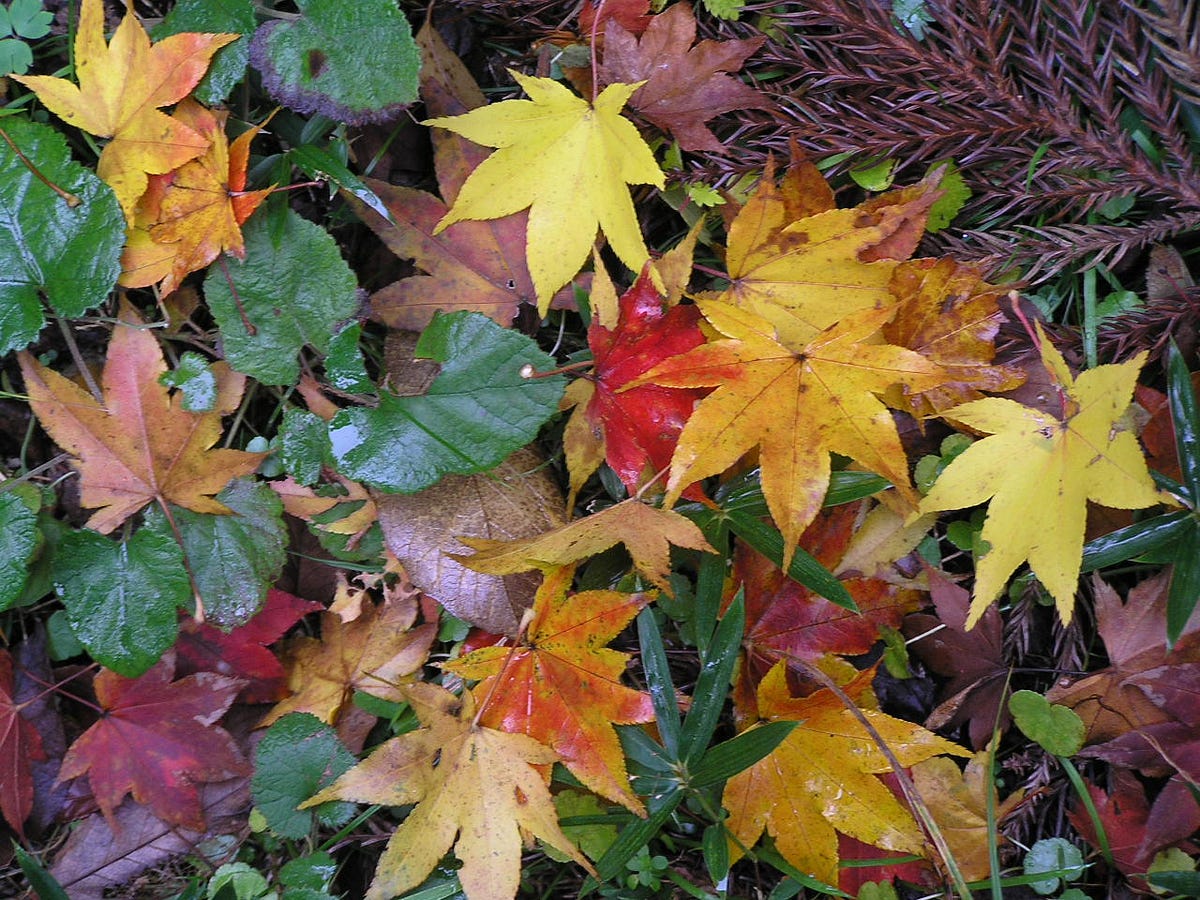 Why do leaves change colour in autumn? – 𝐆𝐫𝐫𝐥𝐒𝐜𝐢𝐞𝐧𝐭𝐢𝐬𝐭 – Medium