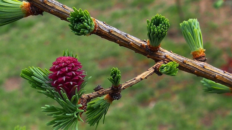Larch — Bach Flower Essence For Lack of Confidence and Inferiority Complex