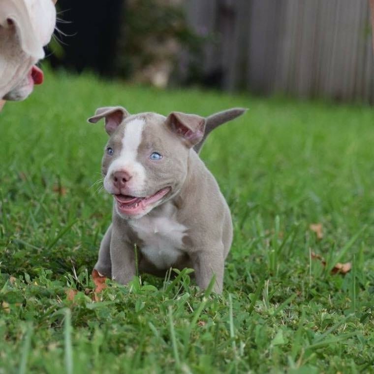 Top Producing Pocket American Bully | Micro Bully Stud | VENOMLINE