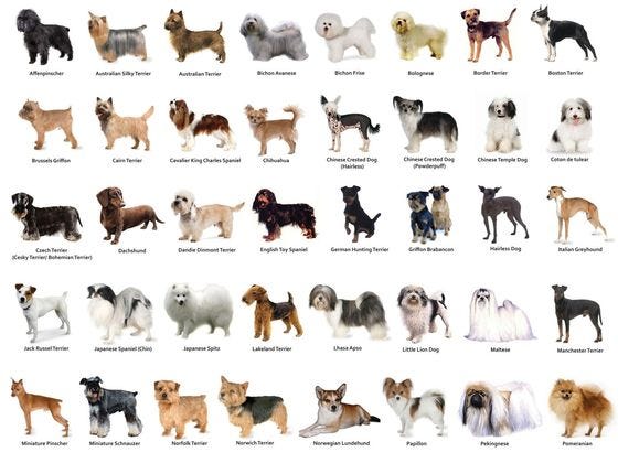 DOG BREED CLASSIFICATION USING TRANSFER LEARNING ...