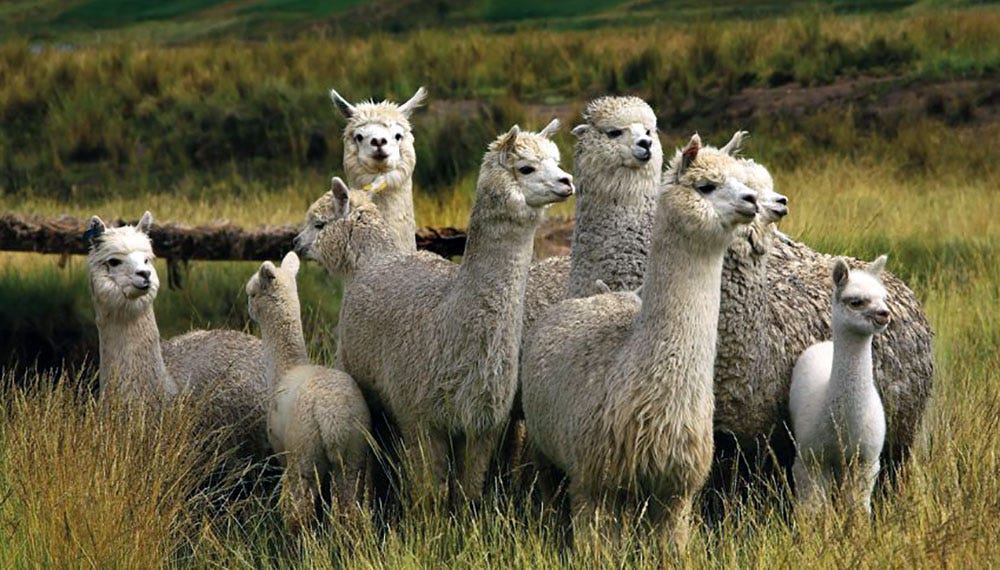 Can llamas and alpacas help solve one of humanity’s ...
