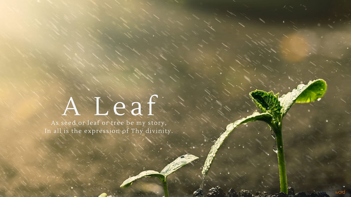 A Leaf