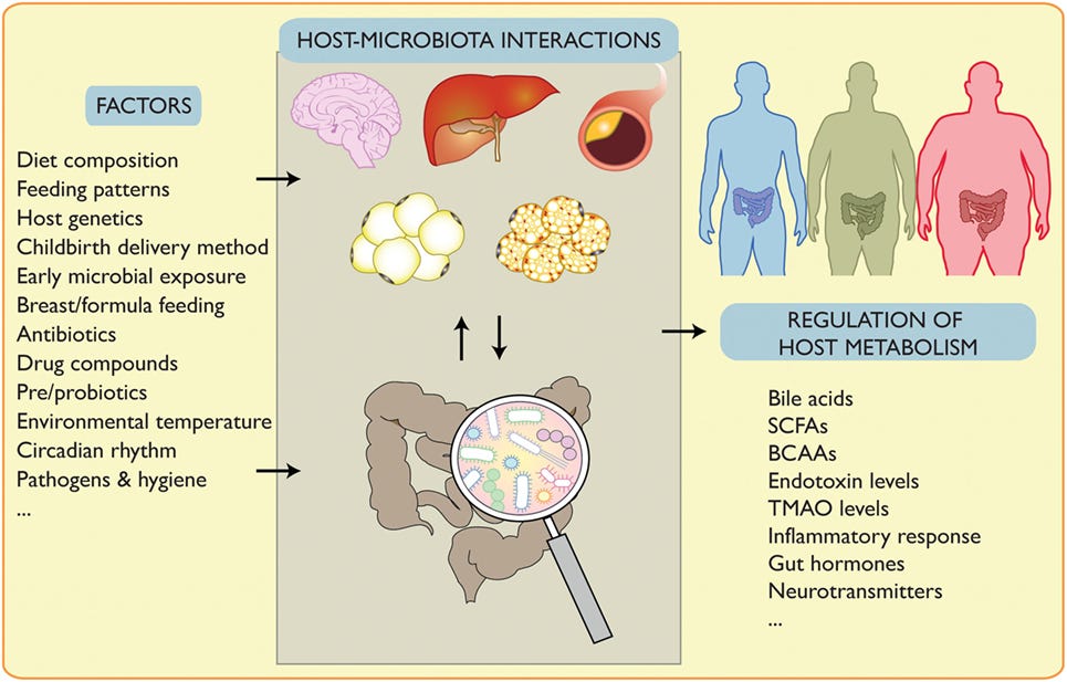 Why Your Gut Microbes Love Intermittent Fasting – Life and Tech