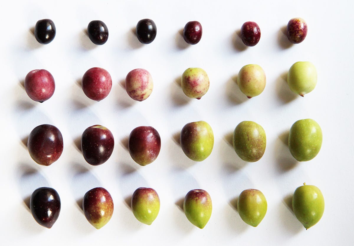 Zeytin ve Türleri Zeytin ve Türleri