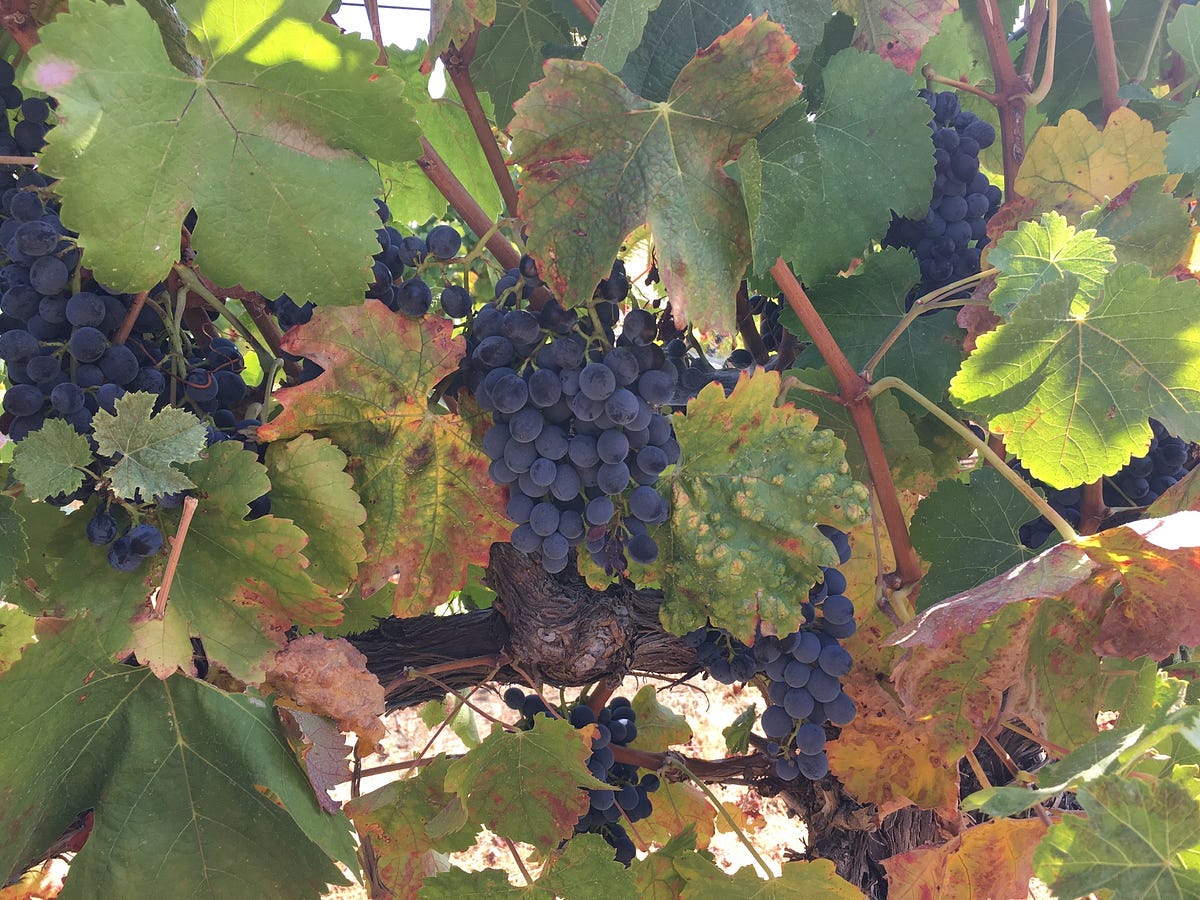 Practices of Sustainability in Oregon’s Wine Industry Medium