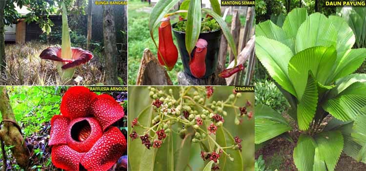 5 Tumbuhan Langka di  Indonesia  yang  Hampir Punah Flora 