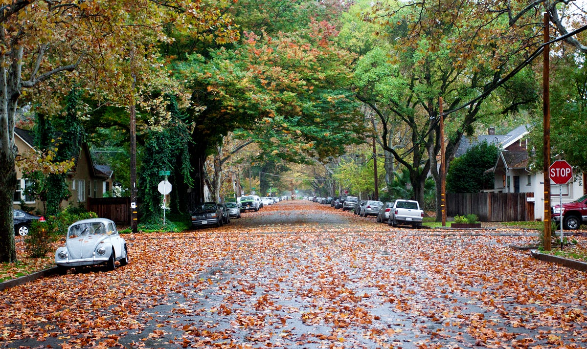 Sacramento, California’s ‘City of Trees’ The California Sun