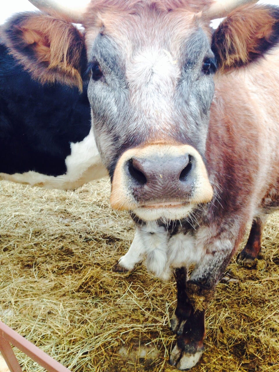 My visit to a cow sanctuary. – Thrive Global