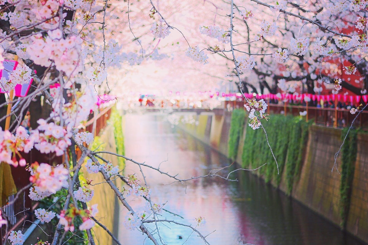Spring in Japan : 10 Best Things to Do in 2019 – Japan