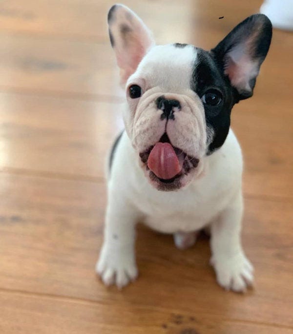 BullDogs Online Medium
