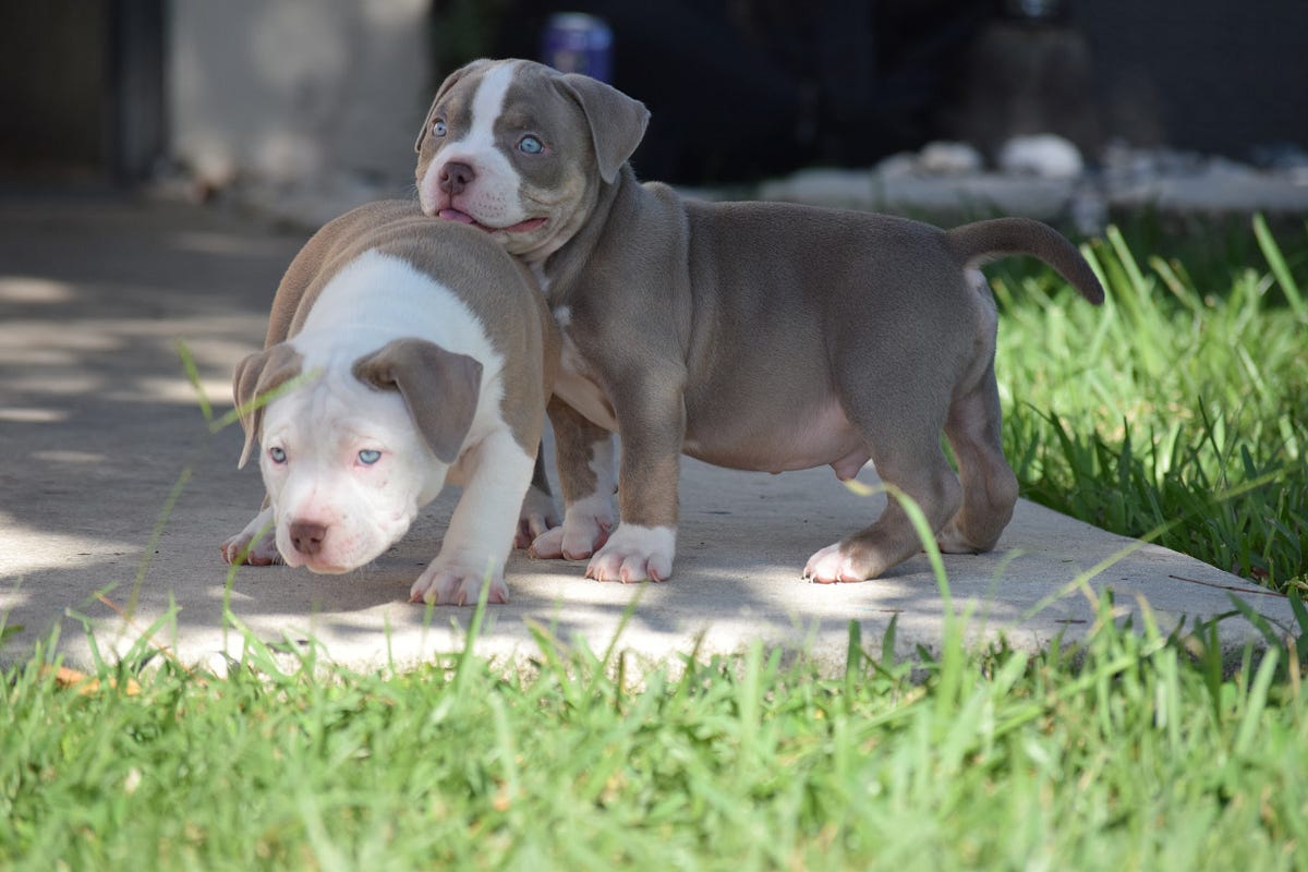 TOP POCKET AMERICAN BULLY BREEDERS – BULLY KING Magazine – Medium