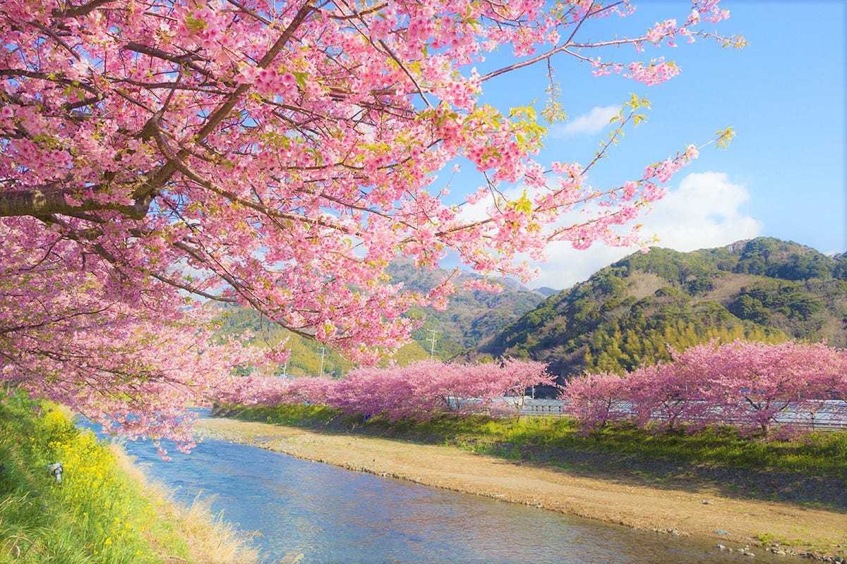 Kawazu Cherry Blossom Festival 2019 Japan Travel Guide Jw Web