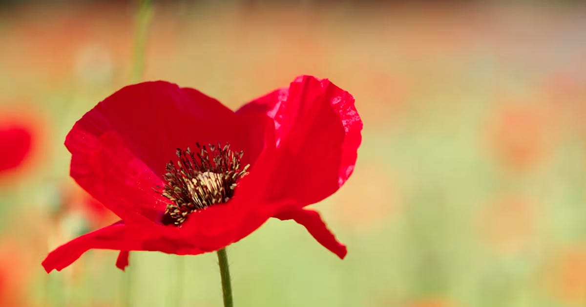 The red poppy The red poppy