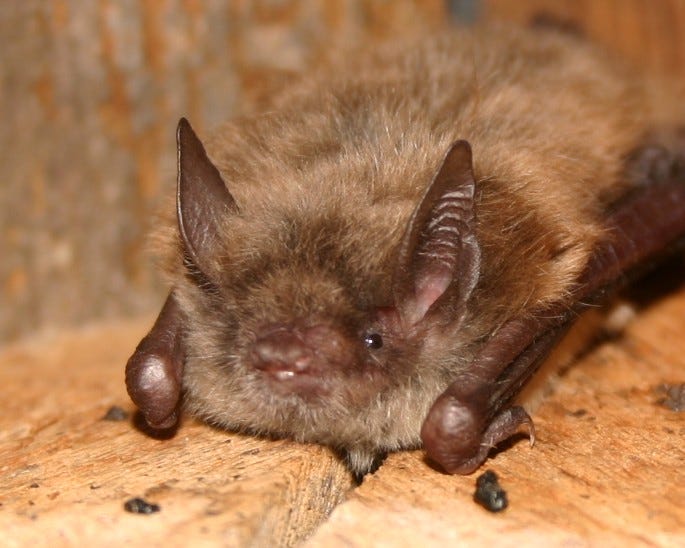 Biologists find federally endangered bat in Twinsburg