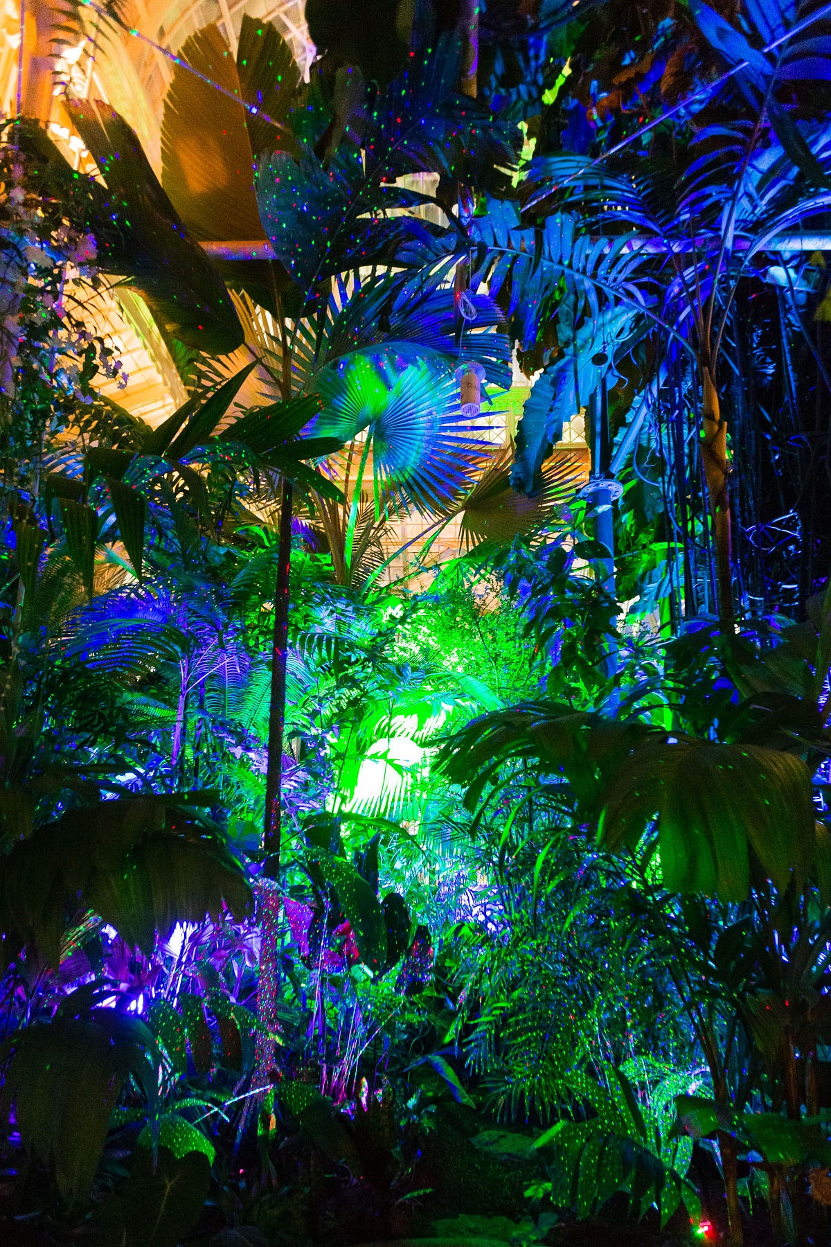 Night Bloom Conservatory Of Flowers Night Bloom Conservatory Of Flowers